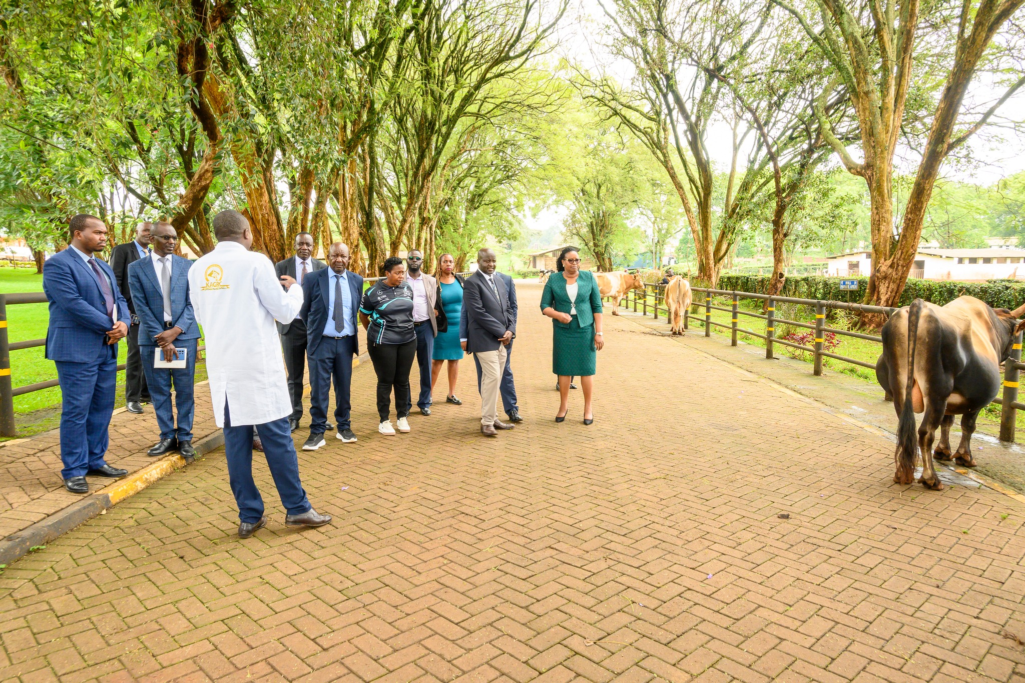 
<span>Goat Artificial Insemination Centre drives profits for dairy goat farmers in Kirinyaga County</span>
