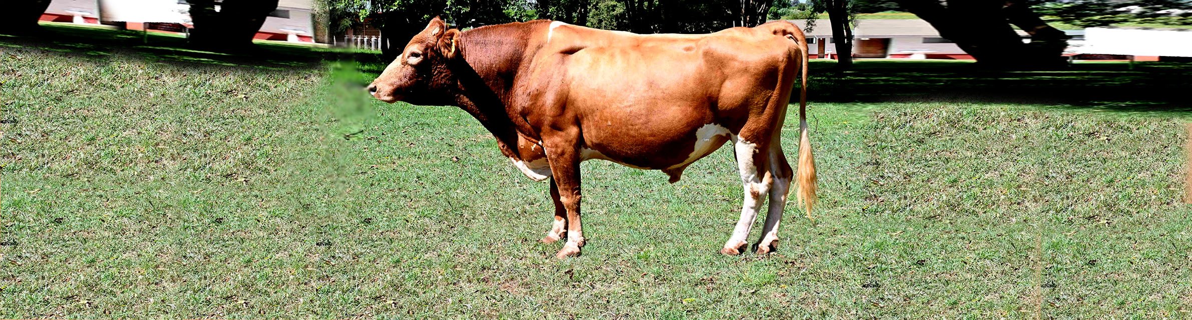 KAGRC Guernsey Bull