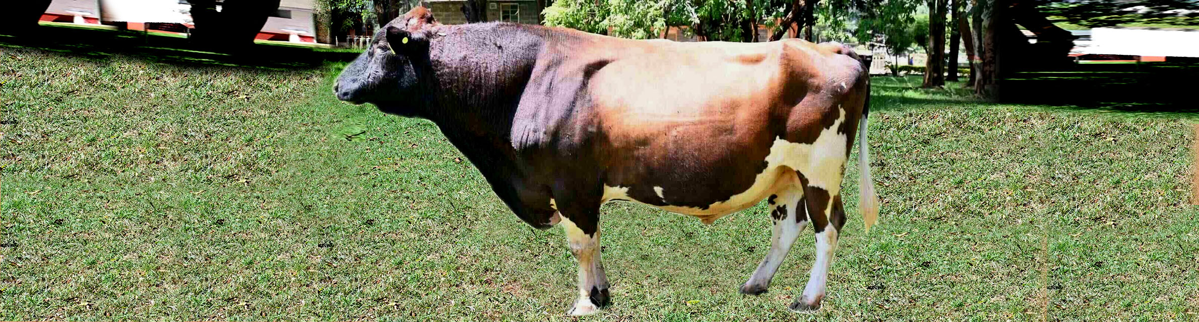 KAGRC Ayshire Bull